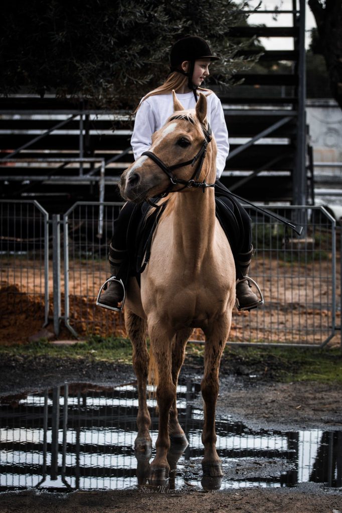 בוק בחוות סוסים
